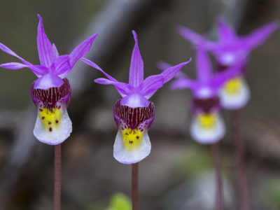 calypsoorchidsWFrankk